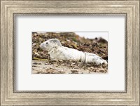 Framed Harbor Seal Pup