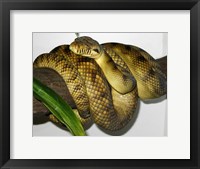 Framed High-Yellow Scrub Python Morelia Amethistina