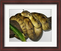 Framed High-Yellow Scrub Python Morelia Amethistina