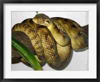 Framed High-Yellow Scrub Python Morelia Amethistina