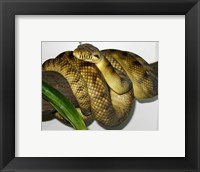 Framed High-Yellow Scrub Python Morelia Amethistina