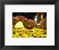 Framed Hippocampus Abdominalis Aquarium Finisterrae