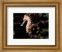 Framed Hippocampus Histrix (Beige Thorny Seahose)