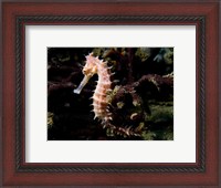 Framed Hippocampus Histrix (Beige Thorny Seahose)