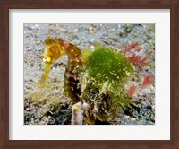 Framed Hippocampus Histrix (Juvenile Thorny Seahorse)