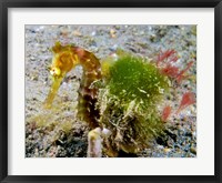 Framed Hippocampus Histrix (Juvenile Thorny Seahorse)