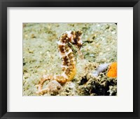 Framed Hippocampus Histrix (Thorny seahorse)
