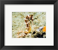 Framed Hippocampus Histrix (Thorny seahorse)