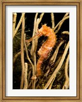 Framed Hippocampus Hystrix (Spiny Seahorse)
