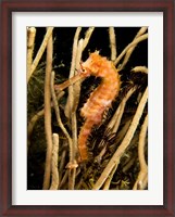 Framed Hippocampus Hystrix (Spiny Seahorse)