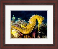 Framed Yellow Hippocampus Hystrix (Spiny Seahorse)