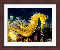 Framed Yellow Hippocampus Hystrix (Spiny Seahorse)