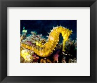 Framed Yellow Hippocampus Hystrix (Spiny Seahorse)