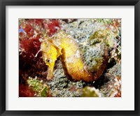 Framed Yellow Hippocampus Kuda (Estuary Seahorse)