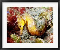 Framed Yellow Hippocampus Kuda (Estuary Seahorse)