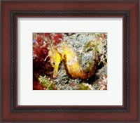 Framed Yellow Hippocampus Kuda (Estuary Seahorse)