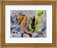 Framed Hippocampus Kuda (Yellow Estuary Seahorse)