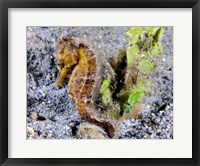 Framed Hippocampus Kuda (Yellow Estuary Seahorse)
