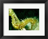 Framed Green Seahorse