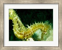 Framed Green Seahorse