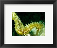 Framed Green Seahorse