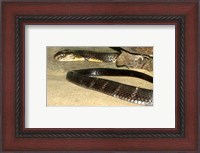 Framed King Cobra