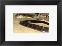 Framed King Cobra