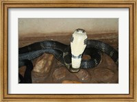 Framed King Cobra