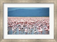 Framed Large Number of Flamingos at Lake Nakuru