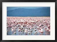 Framed Large Number of Flamingos at Lake Nakuru