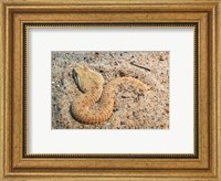 Framed Leaf Nosed Viper In Sand I