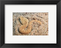 Framed Leaf Nosed Viper In Sand I