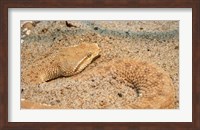 Framed Leaf Nosed Viper In Sand II