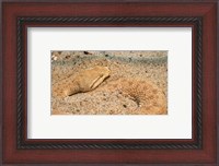 Framed Leaf Nosed Viper In Sand II