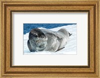 Framed Leopard Seals In Antarctica