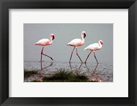 Framed Lesser Flamingos