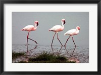 Framed Lesser Flamingos
