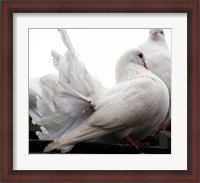 Framed Little White Dove, Colchester Zoo