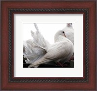 Framed Little White Dove, Colchester Zoo