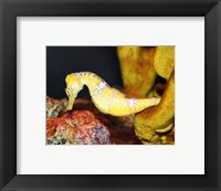 Framed Long Snout Seahorse