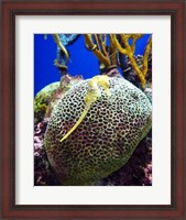 Framed Long Snouted Seahorse