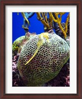 Framed Long Snouted Seahorse