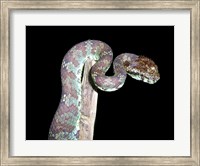 Framed Malabar Pit Viper