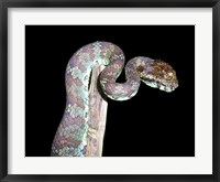 Framed Malabar Pit Viper