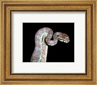 Framed Malabar Pit Viper