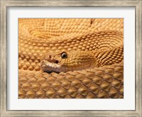 Framed Mexican West Coast Rattlesnake
