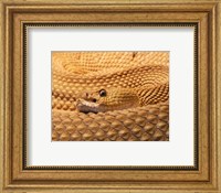 Framed Mexican West Coast Rattlesnake