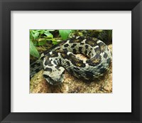 Framed Ocellated Mountain Viper