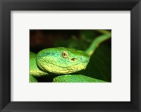 Framed Palm Pit Viper