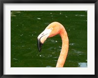 Framed Phoenicopteridae Flamingo